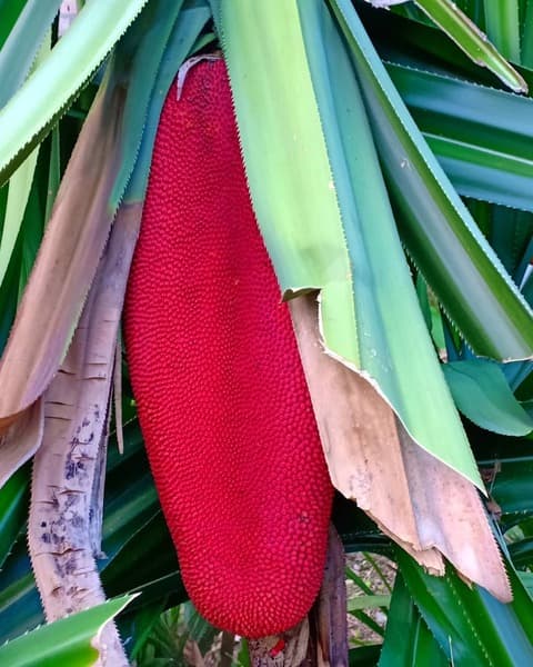 Mencari Buah Merah di Hutan Yalimo